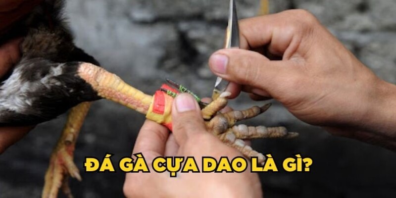 Giới thiệu căn bản về đá gà cựa dao